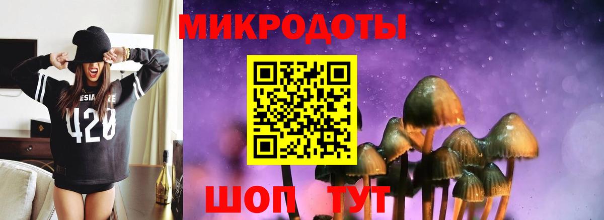 Галлюциногенные грибы Psilocybe Новороссийск